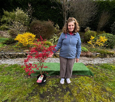 Japanese Maple Acer Beni -