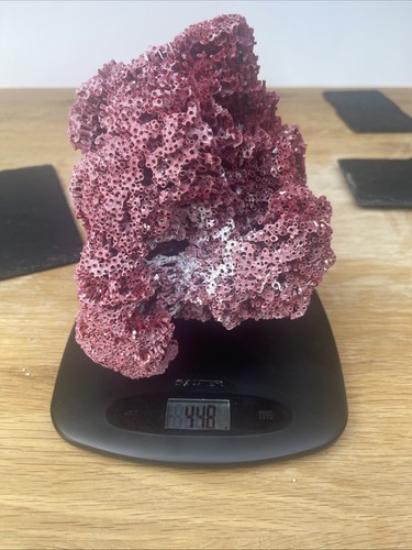 Rare natural genuine red sea - rare,