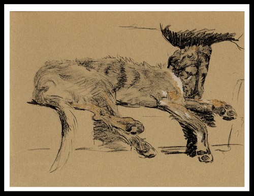 Irish wolfhound sleeping - irish,