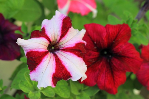 Petunia seeds flowers - seeds,