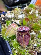 Cephalotus Follicularis Dudley