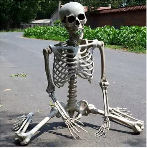 4ft halloween skeleton - halloween,