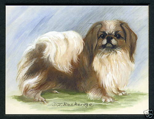 Pekingese dog breeds - -, six
