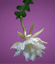 Discocactus anguliger /