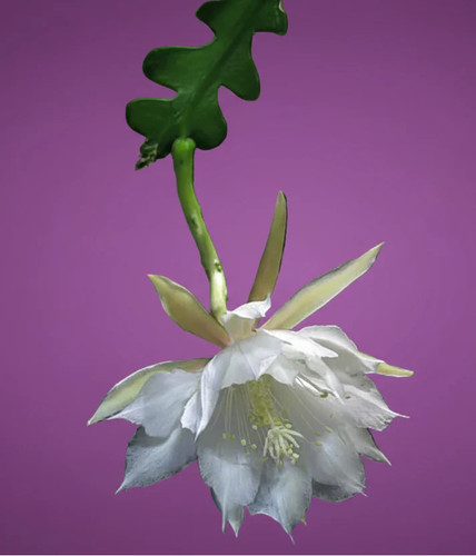 Discocactus anguliger - , /