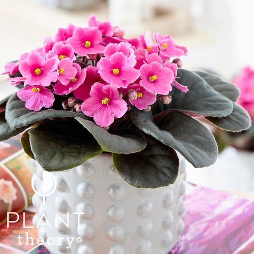 15cm saintpaulia pink - saintpaulia, african