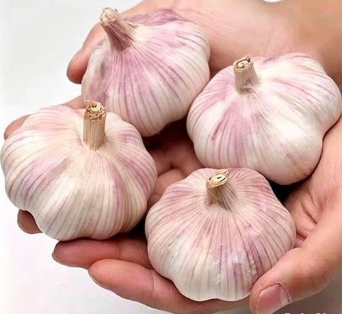 Whole purple wight garlic - 4x,