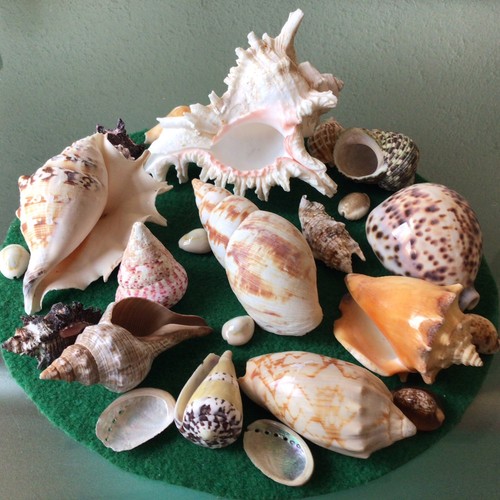 Job lot seashells - job,