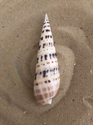 Large 13cm marlin - large, 12/13cm