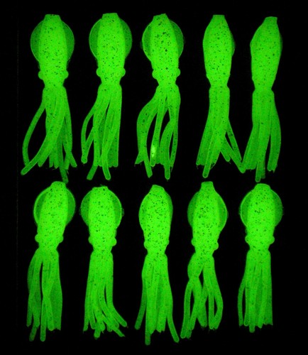 Original squids fishing - original,
