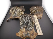 Jungle Cock Cape  3 Pieces Fly