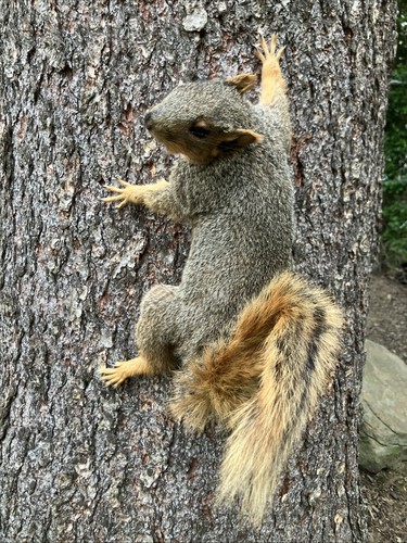Fox squirrel climbing wall - climbing,