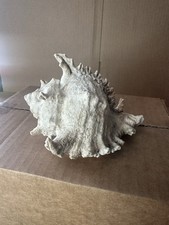 Vintage White Spiral Shell