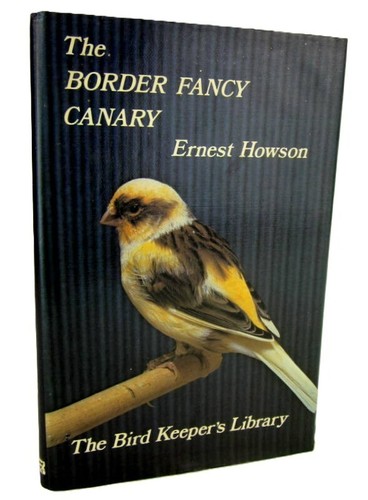 The border fancy canary - fancy,