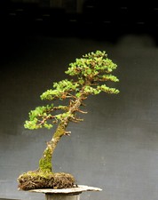 Bonsai Outdoor Hardy Larch, Larix, H90 W75 D11 cm