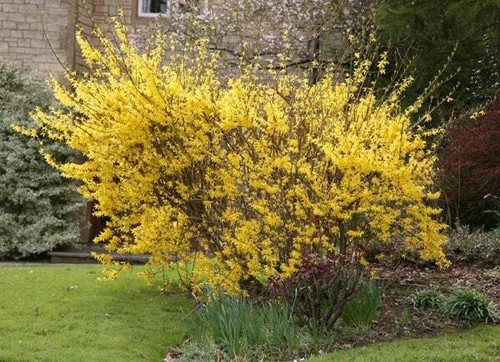 Forsythia intermedia lynwood - forsythia, ?