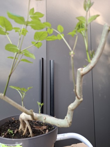 Yamadori fraxinus ornus bonsai - ornus,