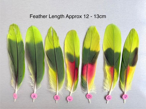 Parrot macaw feather crafts - parrot,