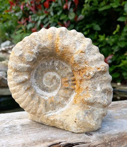 Large fossil ammonite - fossil,