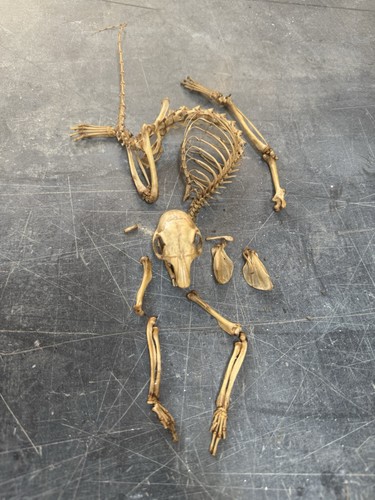 Real grey squirrel skeleton - real,