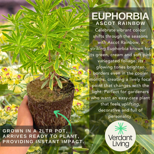 Large plant euphorbia - large,
