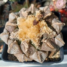 Ariocarpus lloy. mix  10seeds