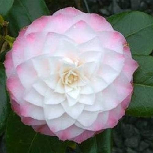 Camellia japonica nuccio - camellia,