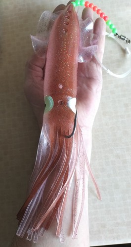 31cm giant sea fishing squid - sea,