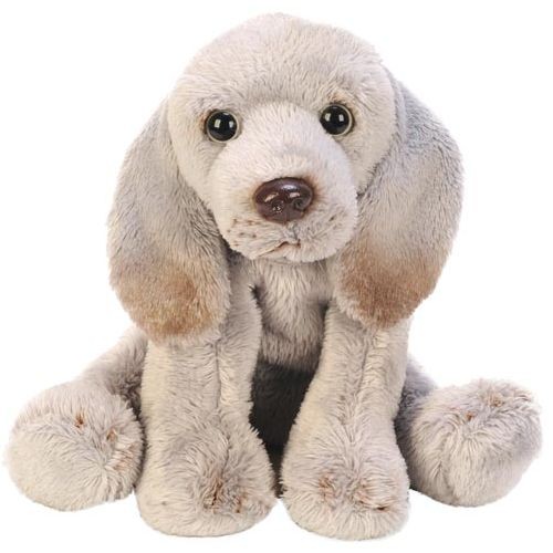 Sitting weimaraner brand new - sitting,