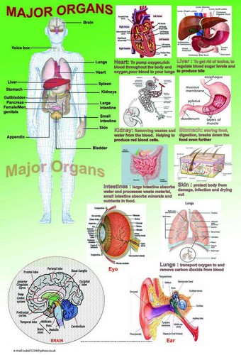 Human anatomy model - anatomy, body