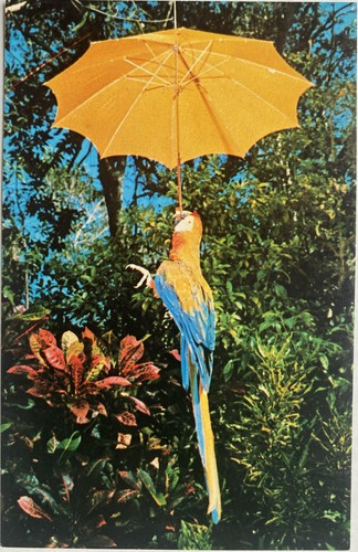 Bonino umbrella parrot jungle - bonino,