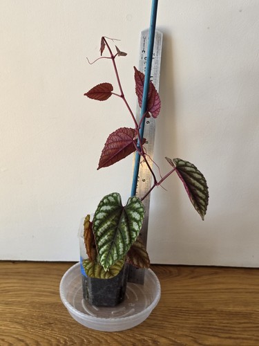 Cissus discolor rex begonia - cissus,