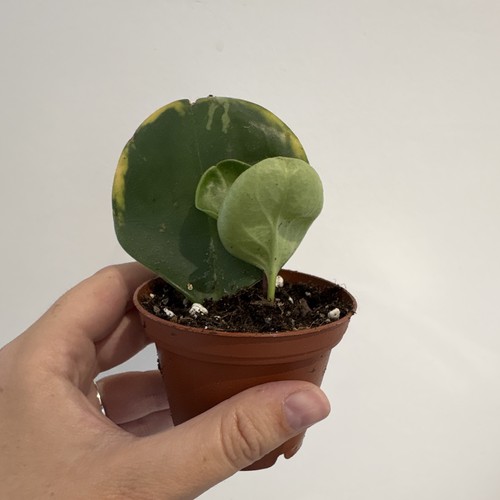 Baby rubber plant - plant, peperomia