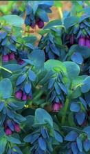 Cerinthe Major Honeywort Blue