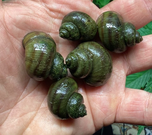 Mystery snails asian ringed - snails,