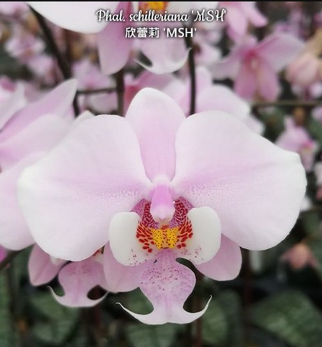 Phal schilleriana msh - phal.,