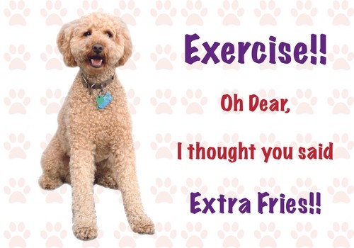 Funny labradoodle dog vinyl - funny,