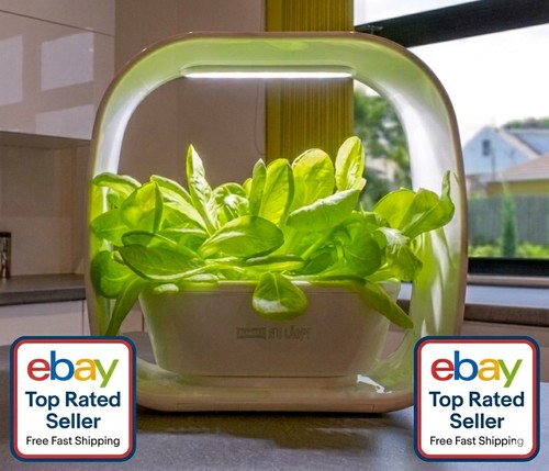Plant herb garden indoor - garden,