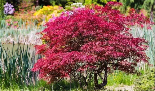 Dwarf acer palmatum - acer, japanese