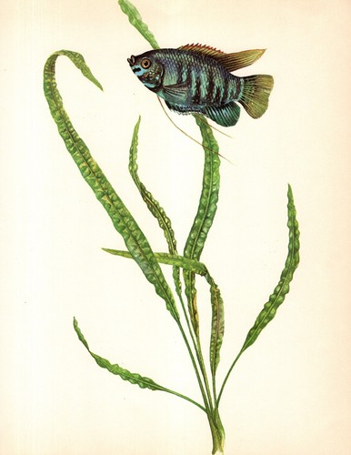 Vintage tropical aquarium - aquarium, fish