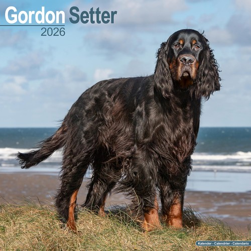Gordon setter 2026 - setter,