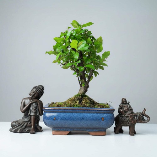 Bird plum bonsai - plum, (sageretia)