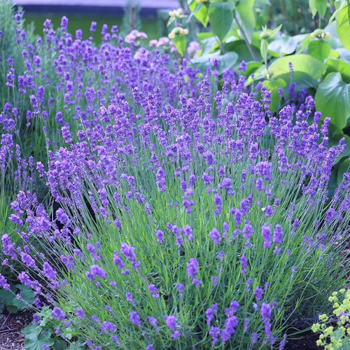 Scented english lavender - ,