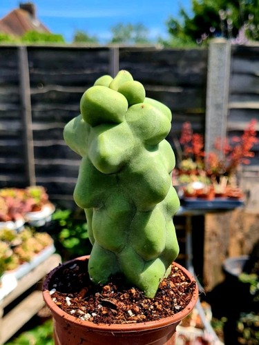 Pachycereus schottii monstrose - pachycereus,