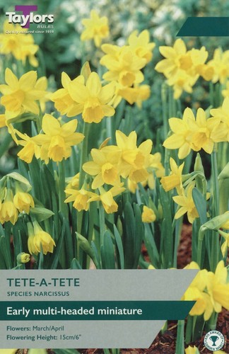 Narcissus tete - narcissus, a