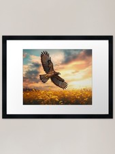 Harris Hawk flying through