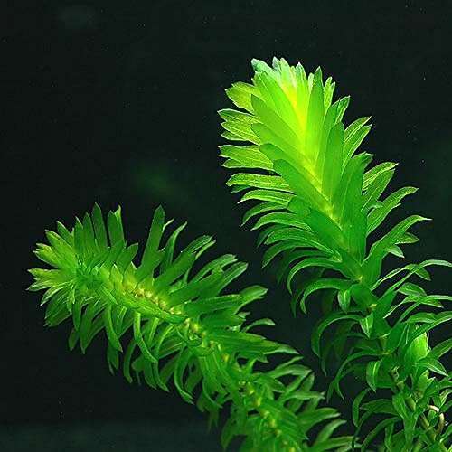 Oxygenating weed elodea - weed,