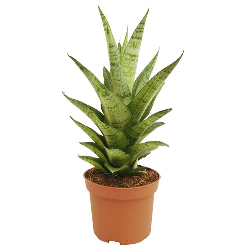 Sansevieria tough lady snake - sansevieria,