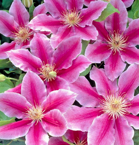 Clematis ruppels 9cm - clematis,