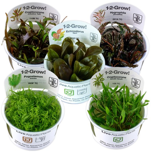 Tropica live aquarium plants - tropica,
